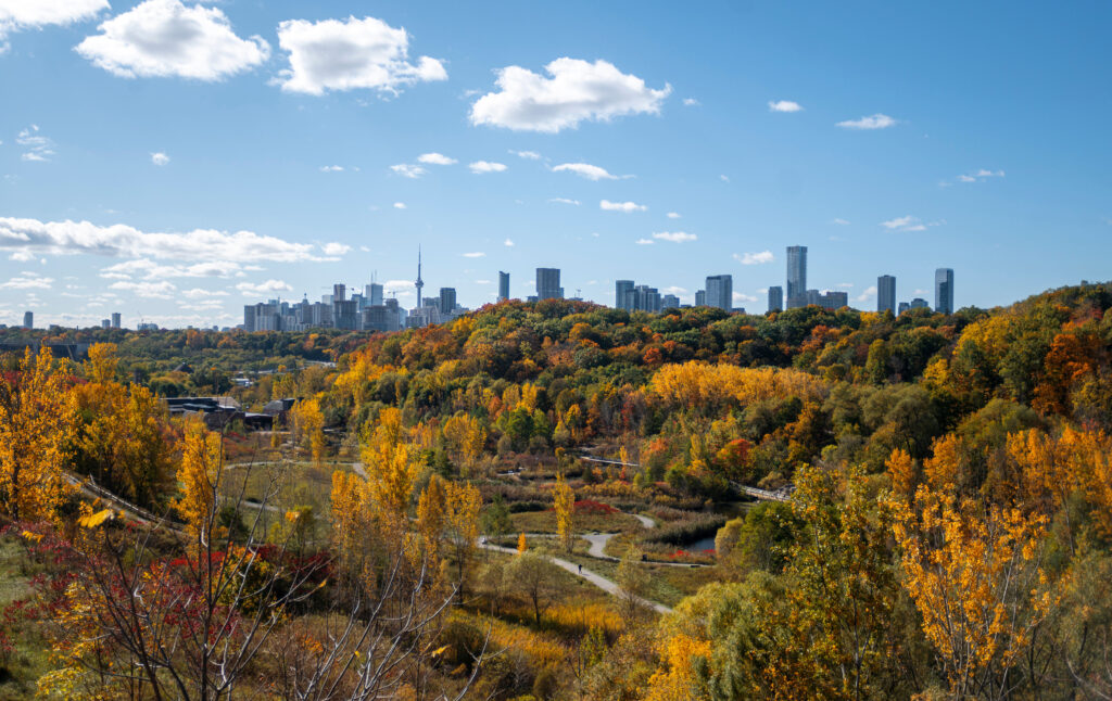 Autumn leaves in Toronto.