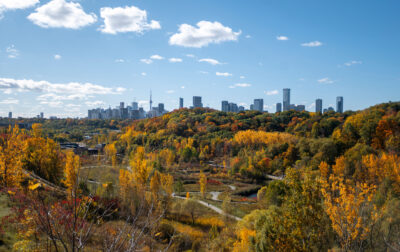 Autumn leaves in Toronto.
