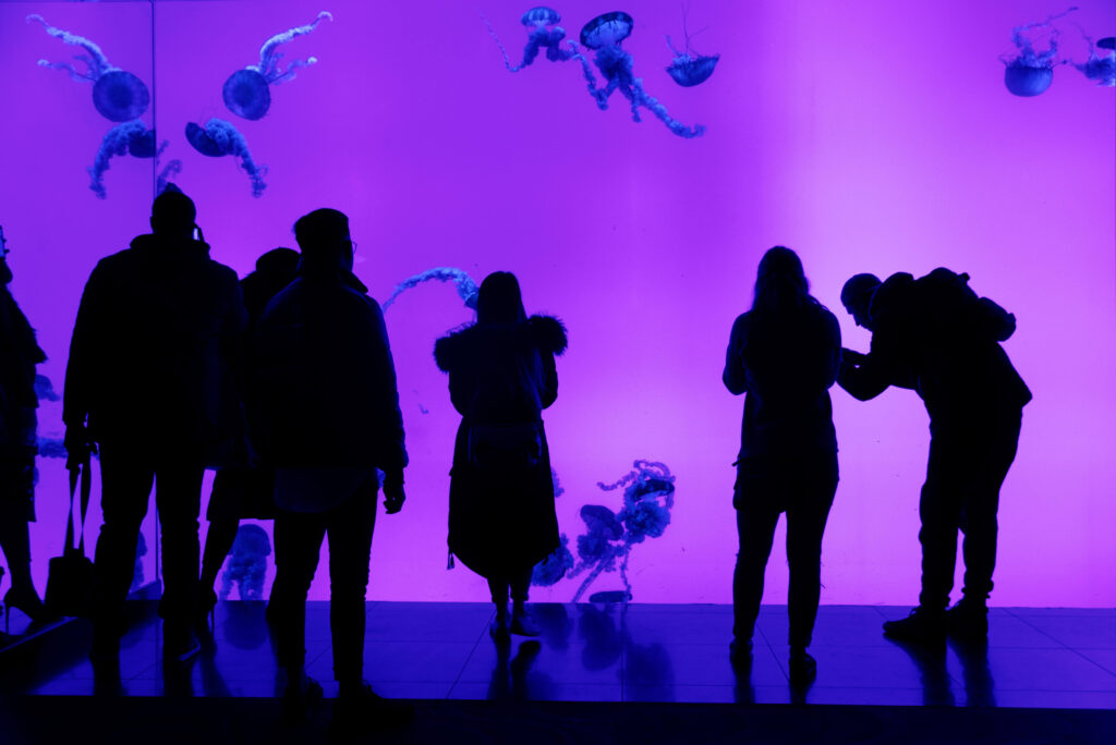 Jellyfish at the Ripley's Aquarium in Toronto.