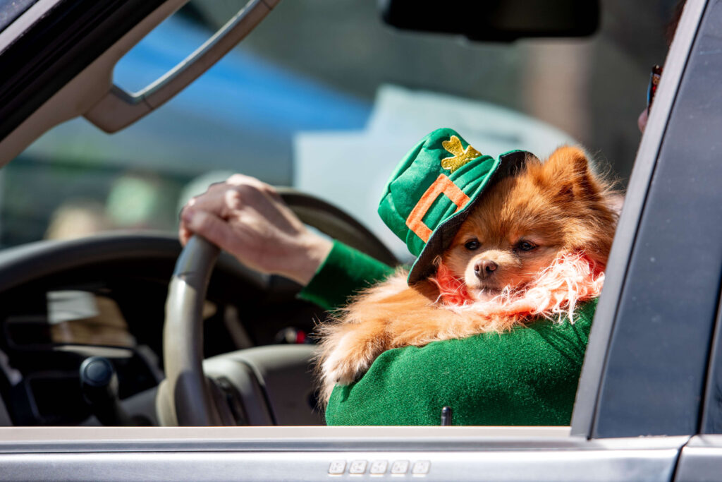 Dog in St Patrick's Day costume.