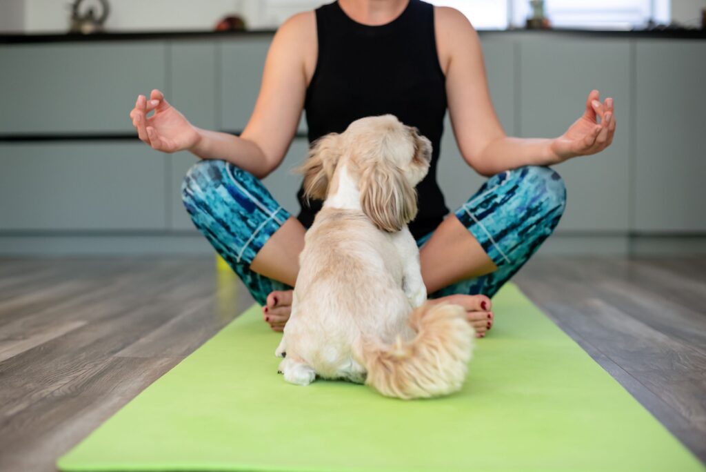 Yoga class with puppies.